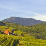 Alsace Wine Tour