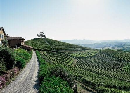 Cordero di Montezemolo vineyards