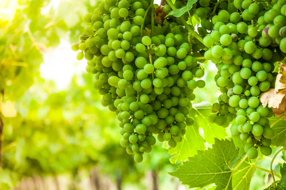 Falanghina Grape, indigenious to Campania