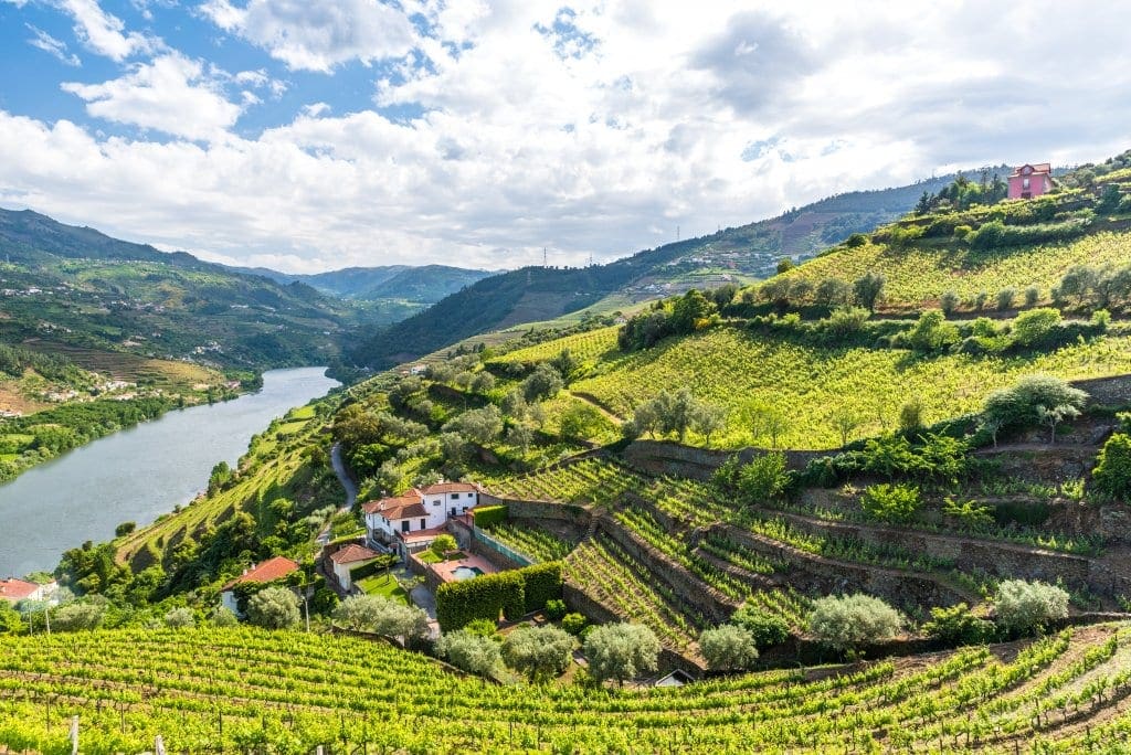 Douro Valley Vineyards