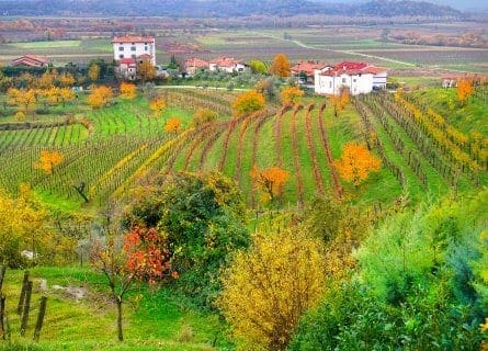 Exploring Friuli-Venezia: A Journey Through Its Finest Organic and Biodynamic Wines