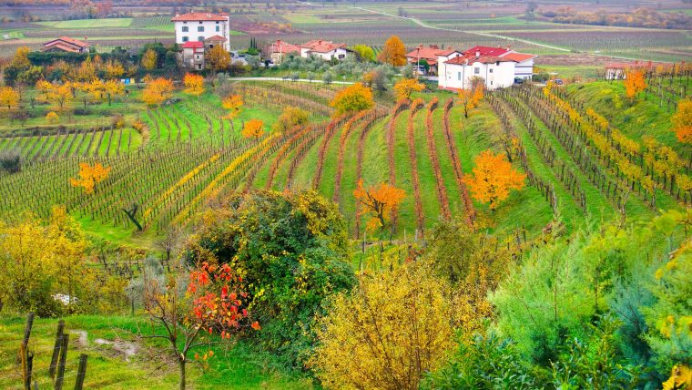 Exploring Friuli-Venezia Giulia: Organic and Low-Intervention Wine Producers
