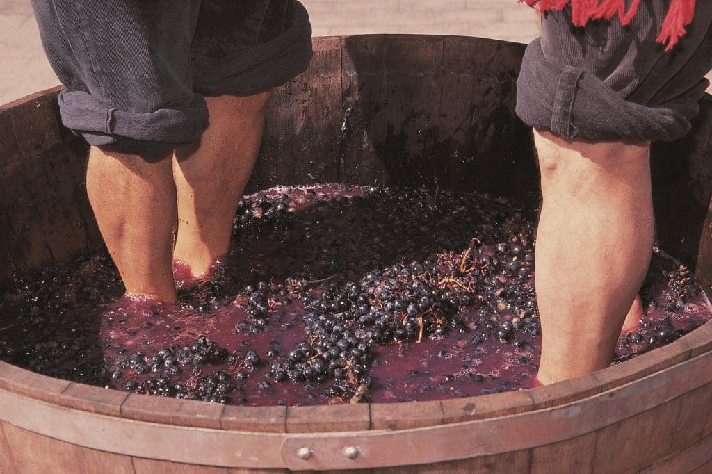 Grape Stomping, La Rioja