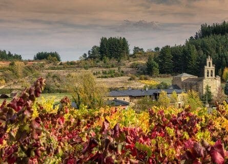 Bierzo, Mencia Vineyards