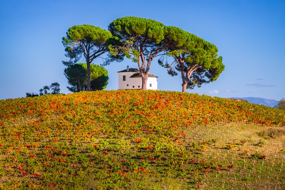 Bierzo vineyards