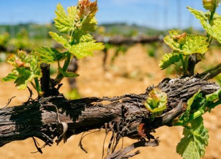Mencía – Spain’s Most Exciting Wine Grape?