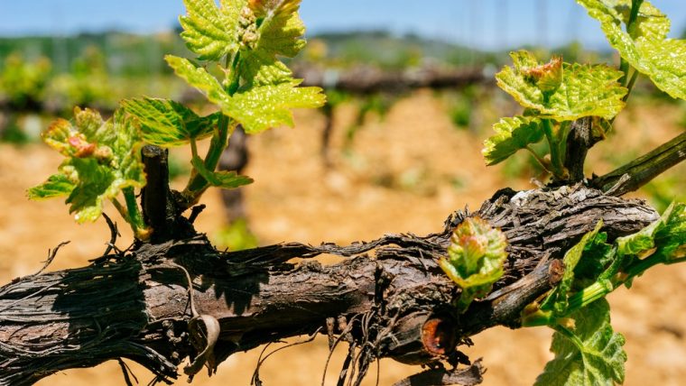 Mencía grape, Spain