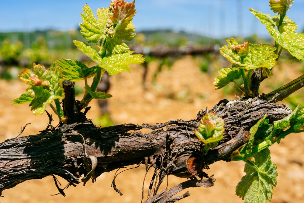 Mencía grape, Spain