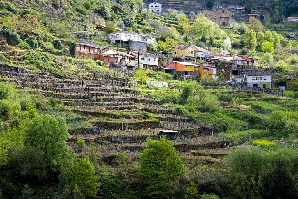 Ribeira Sacra Vineyards
