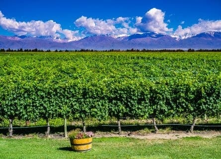 Chilean Malbec – A World of Discovery