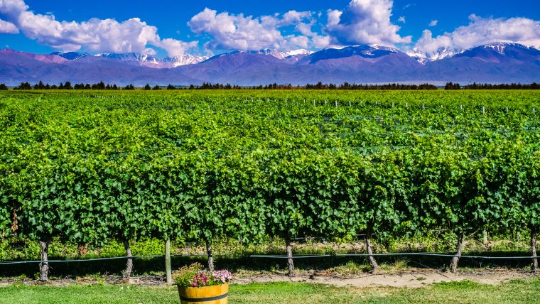 Chile Malbec