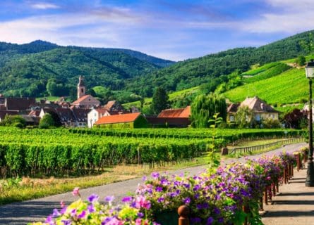 The Wines of Alsace, a Hidden Treasure