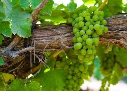 All about Chenin Blanc