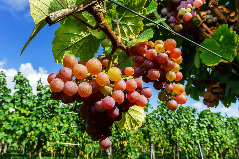 Gewurztraminer grapes