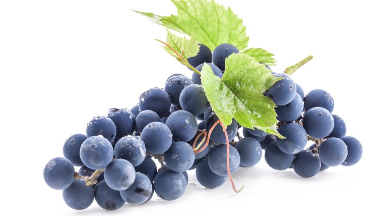 Bordeaux Grapes, Masterclass