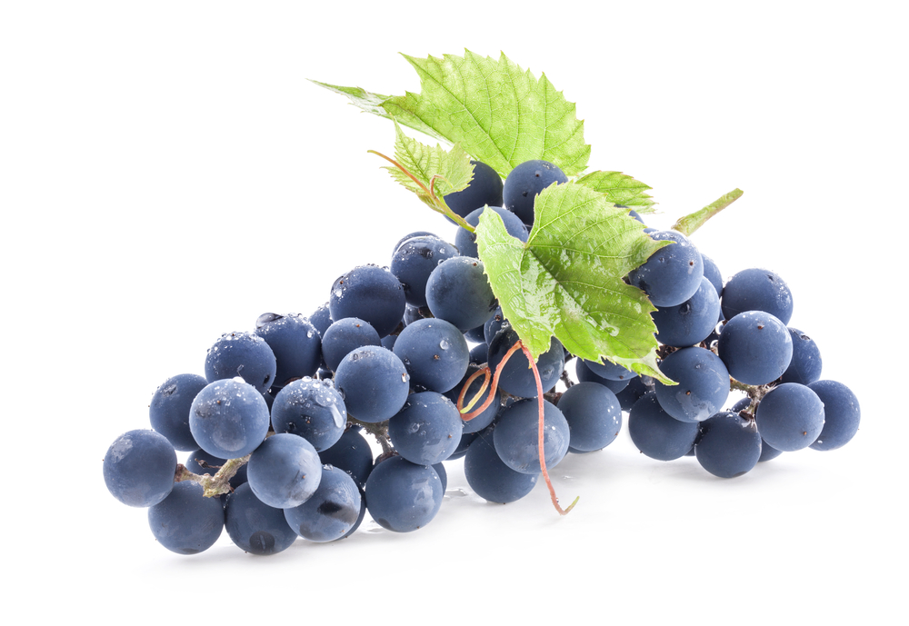 Bordeaux Grapes, Masterclass
