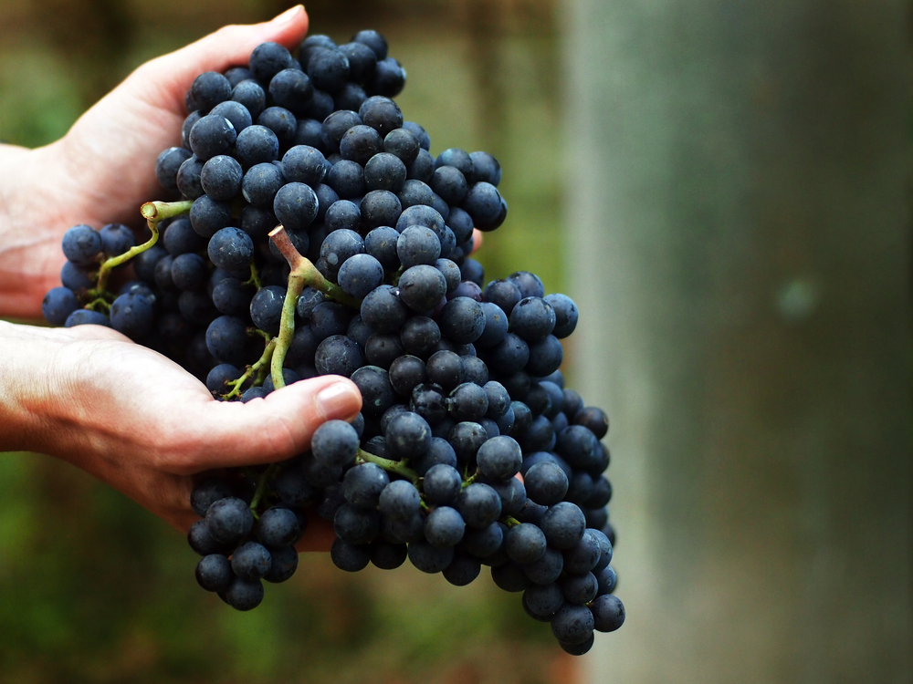 Merlot Grapes - Bordeaux