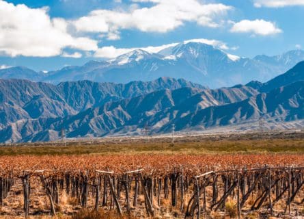 Top 10 Iconic Argentine Wines: A Curated Selection