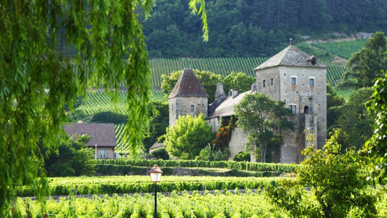 vineyards in Gevrey Chambertin
