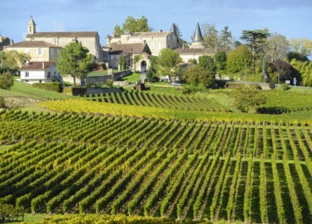 Vineyards Saint Emilion