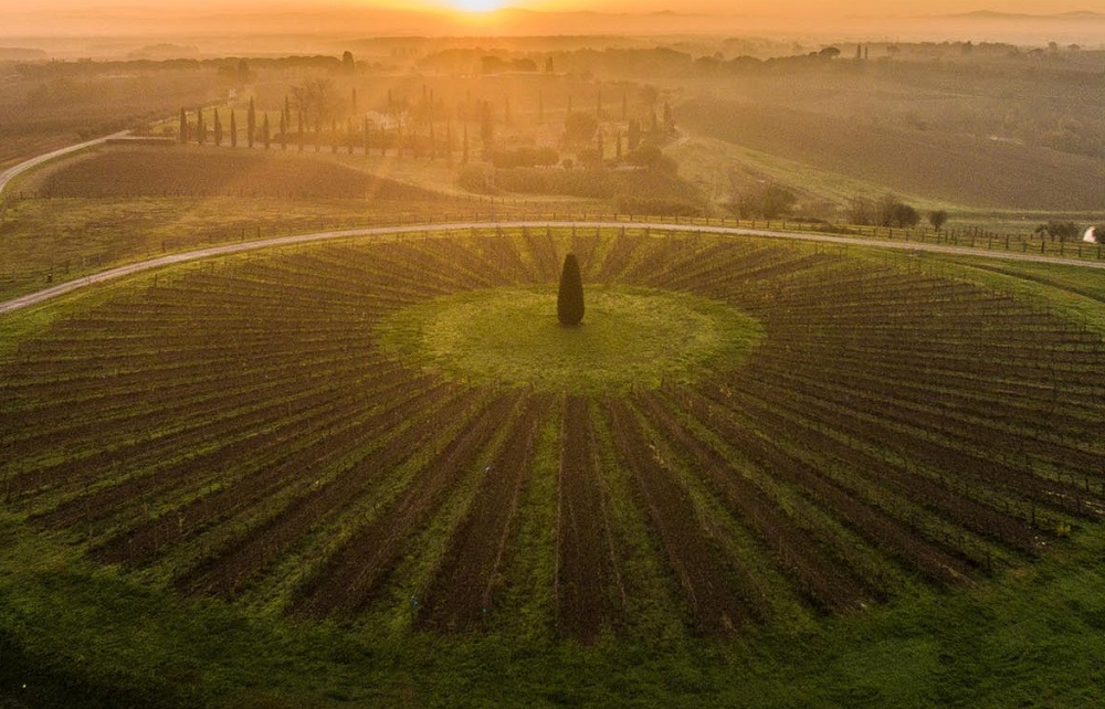 Avignonesi: Tuscan Winery Experiences