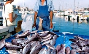 Marseille Fish Market Marseille Fish Market