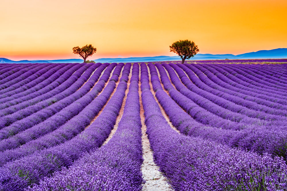 provence