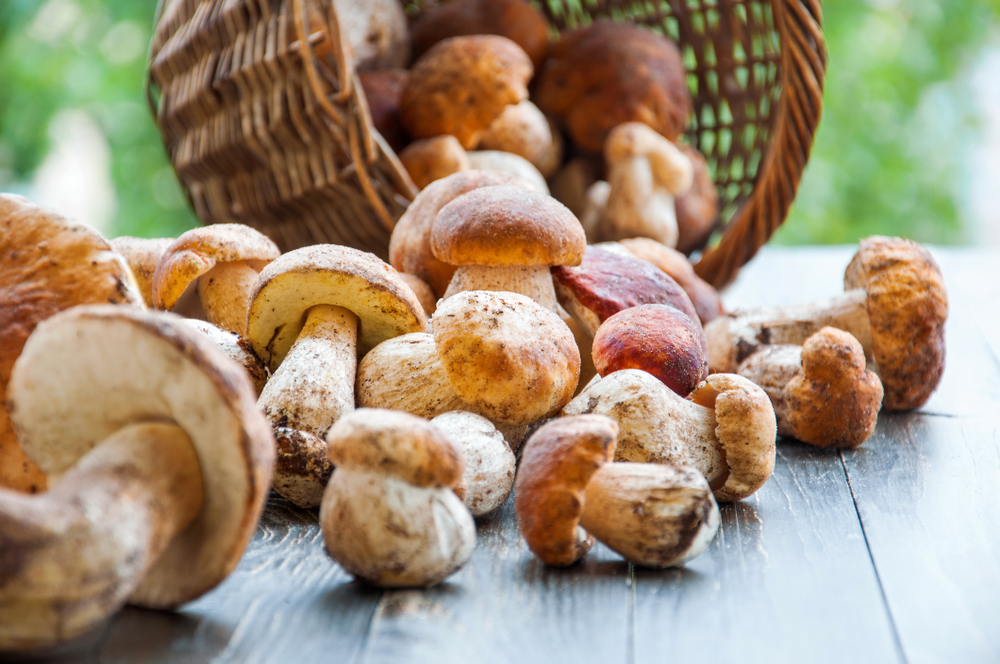 Porcini Mushrooms