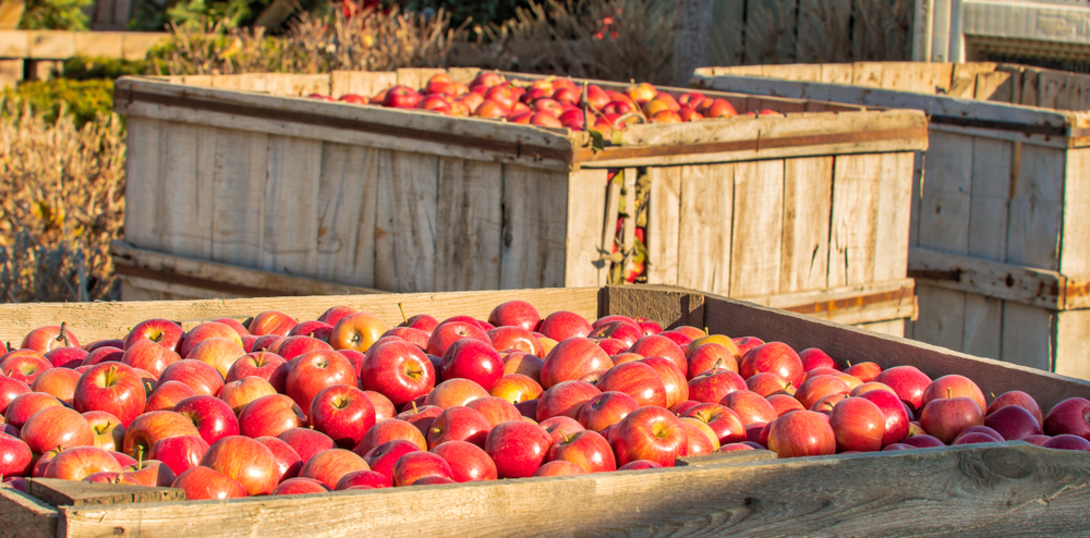 cider apples in boxes