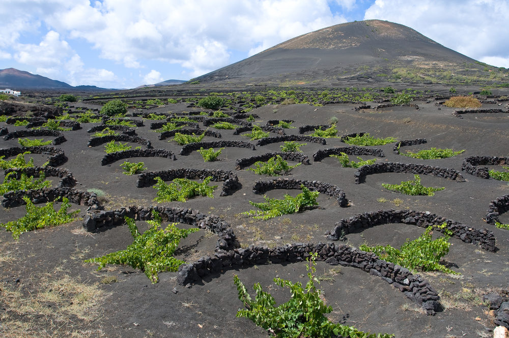 Vineyard on Lanzarote