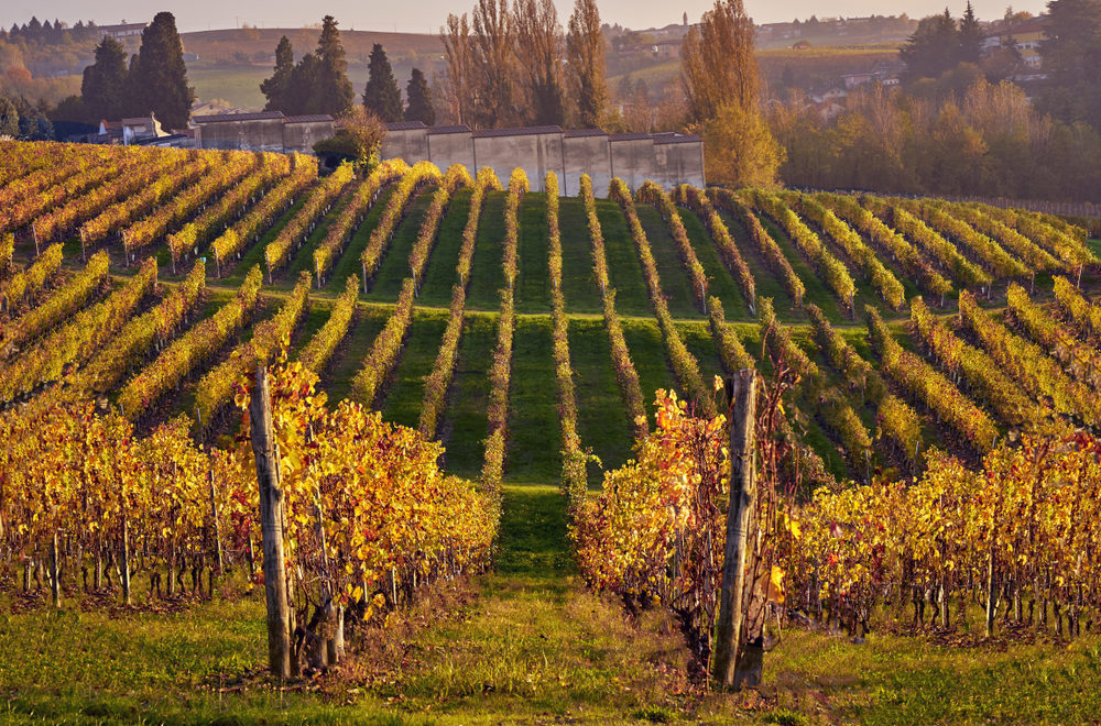 Autumn in Piedmont Vineyards