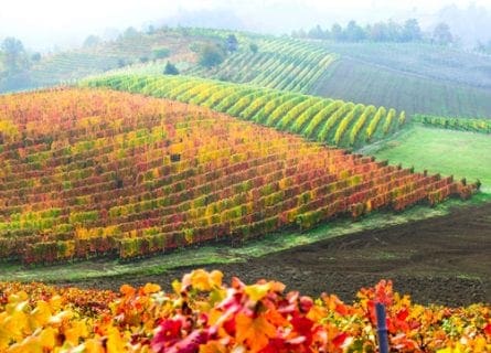 The inimitable Grape Varieties of Piedmont