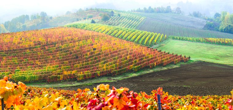 Grapes of Piedmont