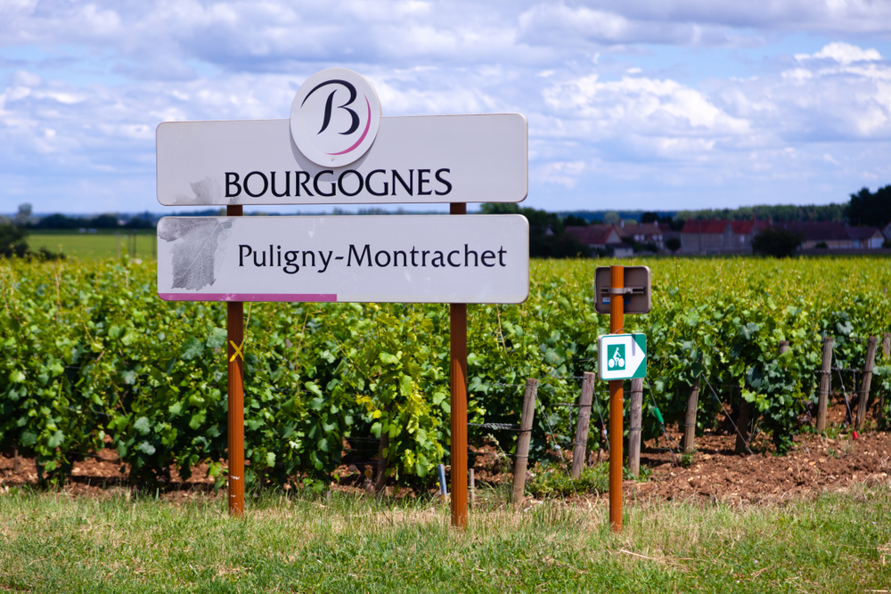 Puligny-Montrachet grand cru vineyard