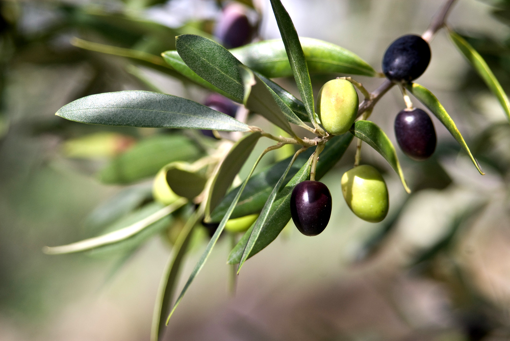 ripening-olives-on-a-branch