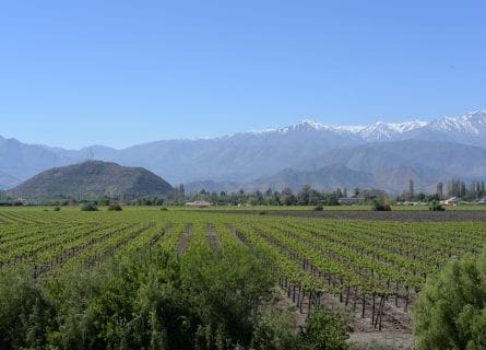 The Top Icon Wines of Chile