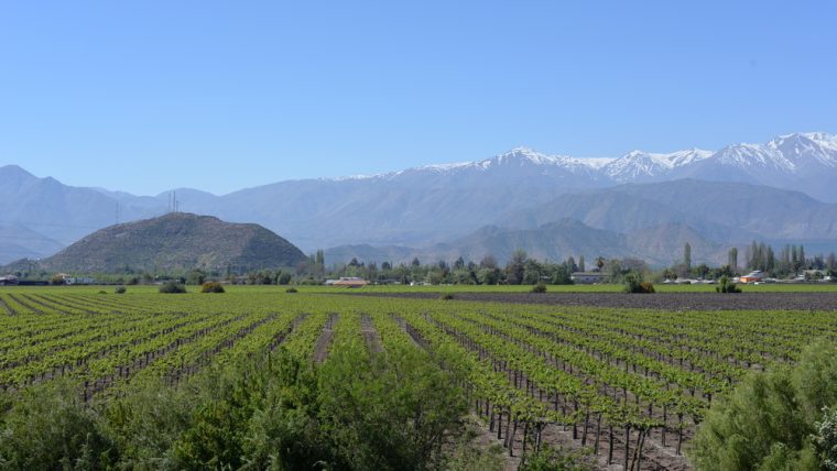 best chilean wines