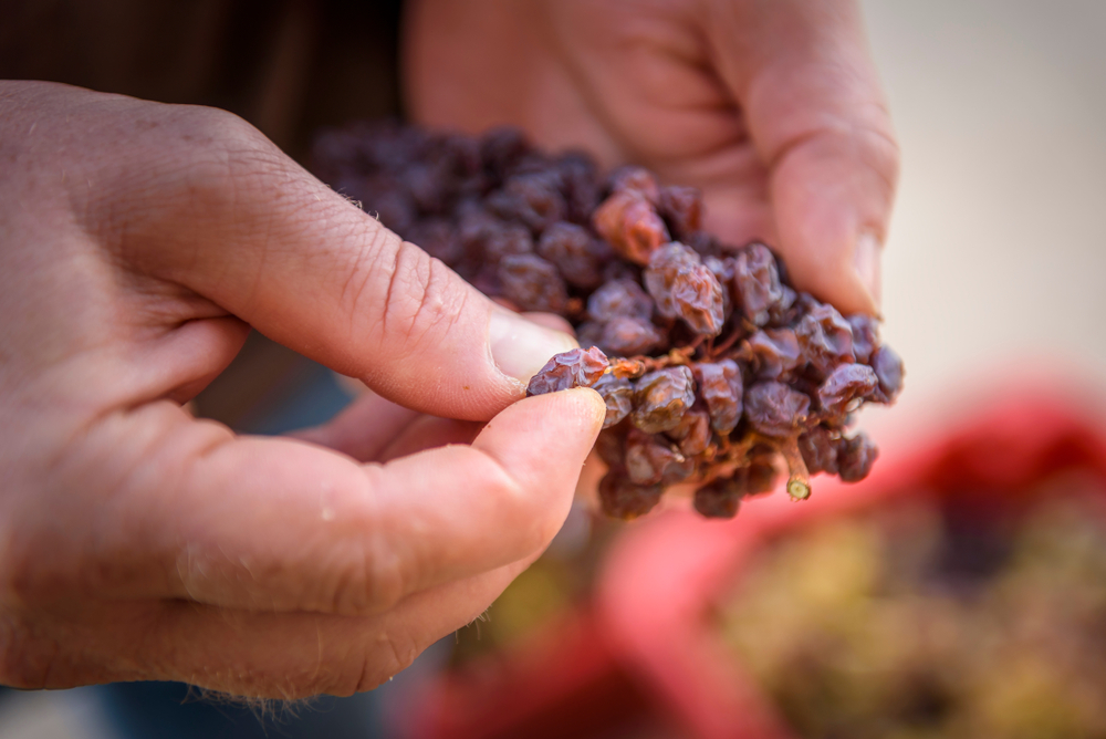 furmint-grapes