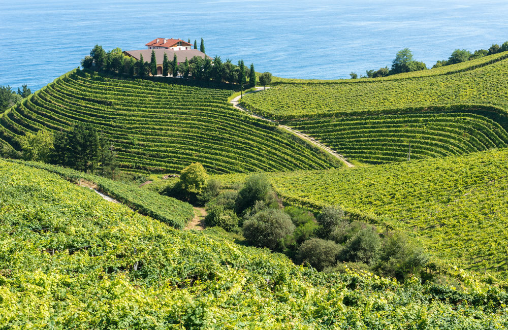 txakoli-basque-country-spain