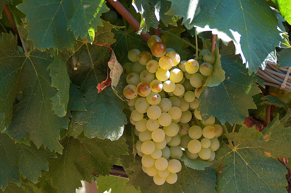 Ripening Vermentino