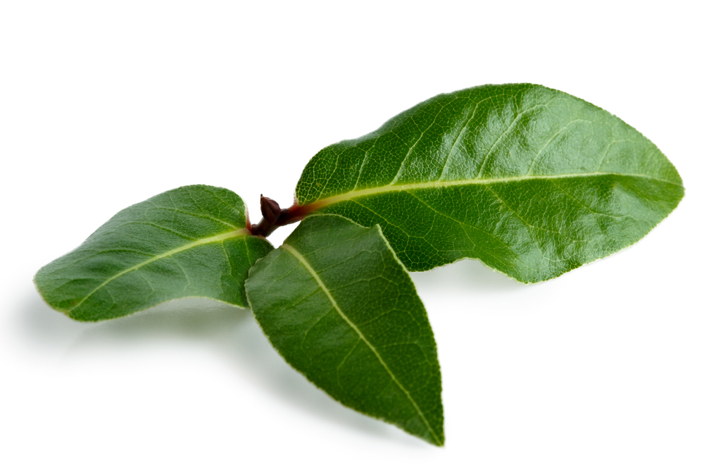 bay-leaf