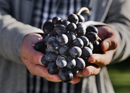 Spain’s Famous Noble Tempranillo Grape