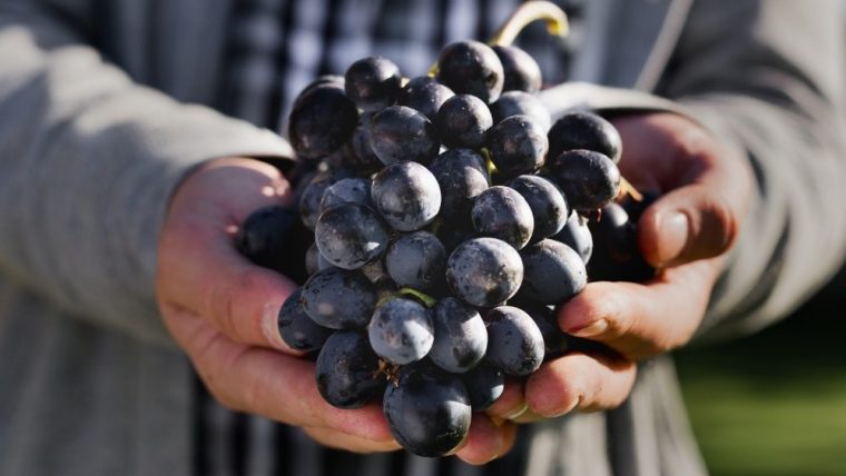 Blog: Spain's Famous Nobile Tempranillo Grape