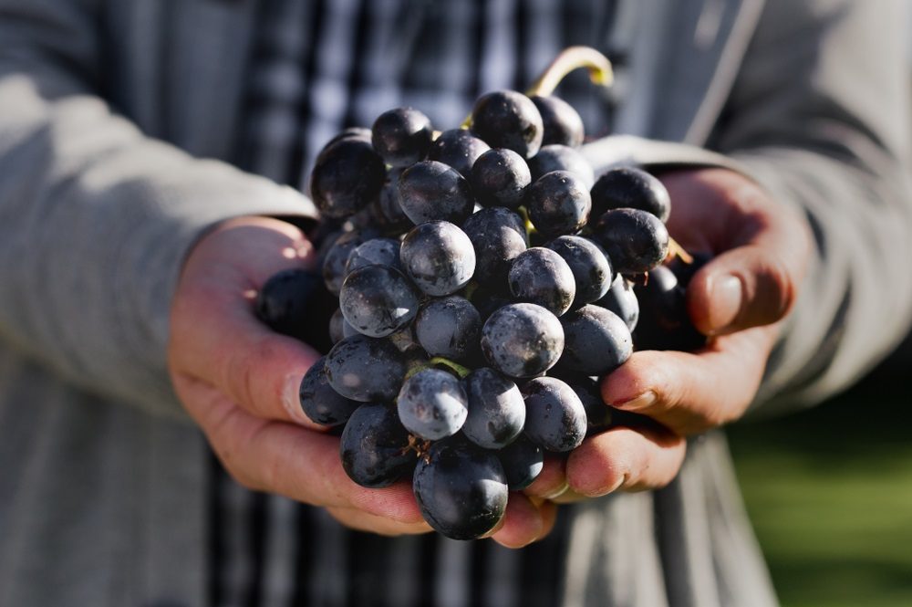 Blog: Spain's Famous Nobile Tempranillo Grape