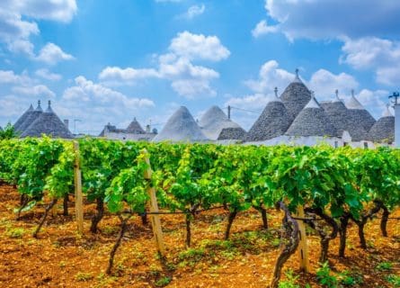 Primitivo Wine: An Introduction to Puglia’s mythical grape