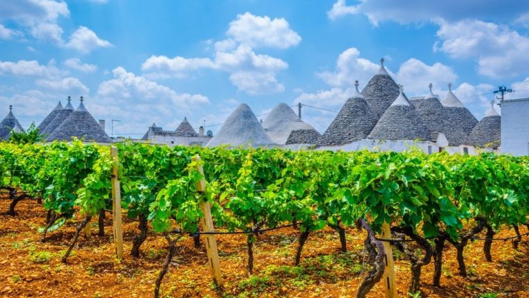 primitivo-wine-puglia