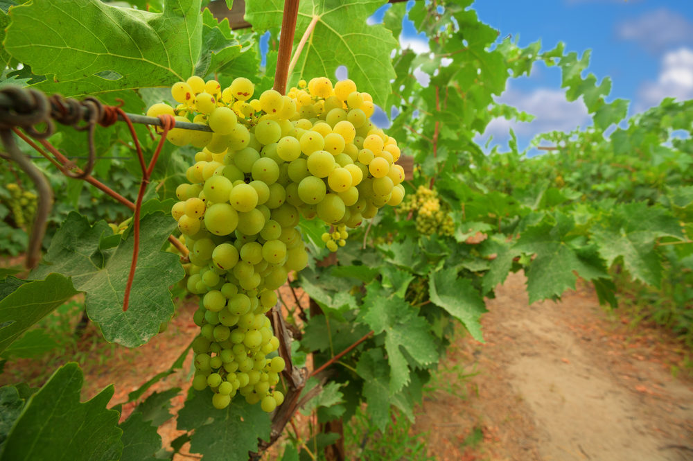 Viognier grape vines