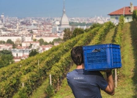 Urban Vineyards in Italy- Hidden Gems for Wine Lovers