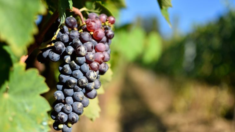 sangiovese-grapes-tuscany
