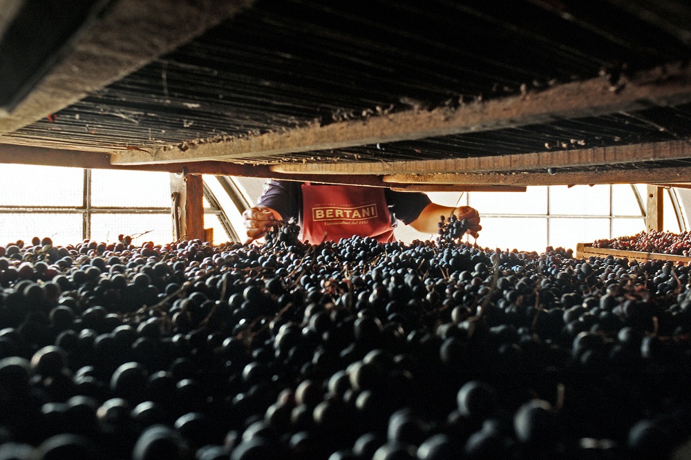 amarone-grapes-drying